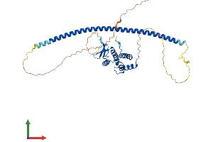 Protein Structure (PS) image for RAB3A Interacting Protein (Rabin3)-Like 1 (RAB3IL1) (AA 1-383) protein (His tag) (ABIN7559875)