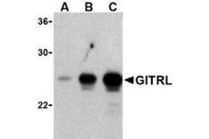 Western blot analysis of (A) 5 ng, (B) 25 ng, and (C) 50 ng of purified recombinant GITRL with AP30365PU-N GITRL antibody at 1 μg/ml. (TNFSF18 抗体)