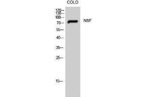 Western Blotting (WB) image for anti-N-Ethylmaleimide-Sensitive Factor (NSF) (Internal Region) antibody (ABIN3185962)