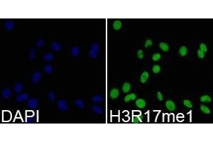Immunofluorescence analysis of 293T cell using H3R17me1 antibody.