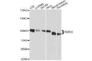 Western blot analysis of extracts of various cell lines, using TNPO1 antibody. (Transportin 1 抗体  (C-Term))