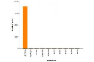Histone H3K27me2 antibody (mAb) specificity tested by peptide array analysis.