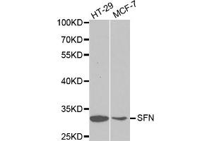 Western blot analysis of extracts of various cell lines, using SFN antibody (ABIN5970403) at 1/1000 dilution. (14-3-3 sigma/SFN 抗体)