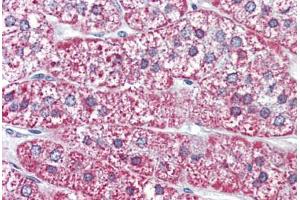 Human Adrenal (formalin-fixed, paraffin-embedded) stained with MRGPRF antibody ABIN399998 at 10 ug/ml followed by biotinylated goat anti-rabbit IgG secondary antibody ABIN481713, alkaline phosphatase-streptavidin and chromogen. (Mrgprf 抗体  (N-Term))