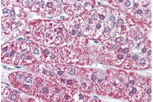 Human Adrenal (formalin-fixed, paraffin-embedded) stained with MRGPRF antibody ABIN399998 at 10 ug/ml followed by biotinylated goat anti-rabbit IgG secondary antibody ABIN481713, alkaline phosphatase-streptavidin and chromogen. (Mrgprf 抗体  (N-Term))