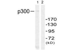 Western blot analysis of extracts from 293 cells, using p300 (Ab-89) Antibody.