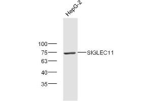 SIGLEC11 抗体  (AA 251-350)