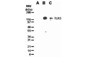 Image no. 2 for anti-Toll-Like Receptor 3 (TLR3) antibody (ABIN187555) (TLR3 抗体)