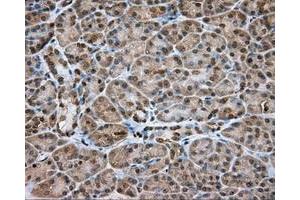 Immunohistochemical staining of paraffin-embedded Kidney tissue using anti-NME4 mouse monoclonal antibody. (NME4 抗体)