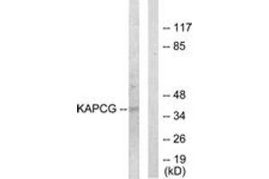 Western blot analysis of extracts from COLO205 cells, using KAPCG Antibody. (PRKACG 抗体  (AA 1-50))