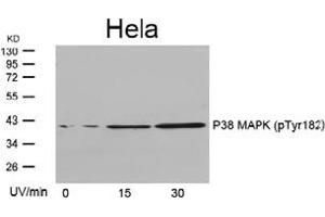 Image no. 3 for anti-Mitogen-Activated Protein Kinase 14 (MAPK14) (pTyr182) antibody (ABIN197013) (MAPK14 抗体  (pTyr182))
