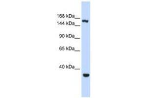 Image no. 1 for anti-Eukaryotic Translation Initiation Factor 4 gamma 3 (EIF4G3) (AA 1152-1201) antibody (ABIN6740674) (EIF4G3 抗体  (AA 1152-1201))