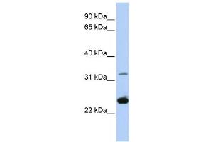 Western Blotting (WB) image for anti-Proteolipid Protein 1 (PLP1) antibody (ABIN2458050) (PLP1 抗体)