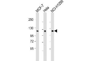 All lanes : Anti-P1R13L Antibody (N-Term) at 1:2000 dilution Lane 1: MCF-7 whole cell lysates Lane 2: Hela whole cell lysates Lane 3: NCI- whole cell lysates Lysates/proteins at 20 μg per lane. (PPP1R13L 抗体  (AA 134-166))