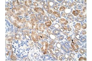 ALG11 antibody was used for immunohistochemistry at a concentration of 4-8 ug/ml to stain EpitheliaI cells of renal tubule (arrows) in Human Kidney. (ALG11 抗体  (C-Term))