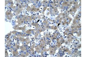 KIF5B antibody was used for immunohistochemistry at a concentration of 4-8 ug/ml to stain Hepatocytes (arrows) in Human Liver. (KIF5B 抗体  (N-Term))