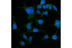 IF analysis of Grp75 using anti-Grp75 antibody (ABIN7602782). (HSPA9 抗体  (C-Term))