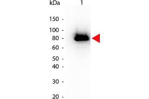 Western Blot of Mouse anti-Akt phospho S473 Biotin Conjugated antibody. (AKT1 抗体  (Internal Region, pSer473) (Biotin))