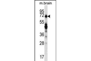REPS2 Antibody (N-term) (ABIN657055 and ABIN2846222) western blot analysis in mouse brain tissue lysates (35 μg/lane). (REPS2 抗体  (N-Term))
