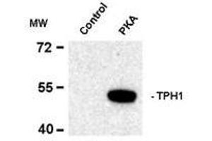 Western blots of recombinant tryptophan hydroxylase incubated in the absence (Control) and presence of cAMP-dependent protein kinase (PKA) showing specific immunolabeling of the ~53k tryptophan hydroxylase protein phosphorylated at Ser58. (Tryptophan Hydroxylase 1 抗体  (pSer58))