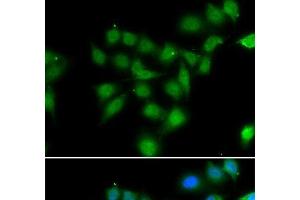 Immunofluorescence analysis of HeLa cells using POU2AF1 Polyclonal Antibody (POU2AF1 抗体)