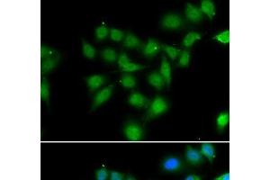 Immunofluorescence analysis of HeLa cells using POU2AF1 Polyclonal Antibody (POU2AF1 抗体)
