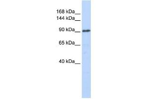 WB Suggested Anti-GTF3C3 Antibody Titration:  0.
