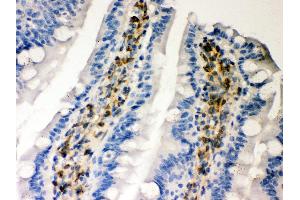 Anti- Hsp47 Picoband antibody, IHC(P) IHC(P): Rat Intestine Tissue (SERPINH1 抗体  (AA 247-418))