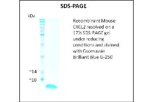 SDS-PAGE (SDS) image for Chemokine (C-X-C Motif) Ligand 2 (CXCL2) (Active) protein (ABIN5509437) (CXCL2 蛋白)