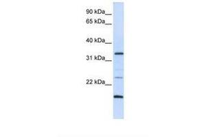 Image no. 1 for anti-Arginine-Fifty Homeobox (ARGFX) (AA 72-121) antibody (ABIN6739204) (ARGFX 抗体  (AA 72-121))