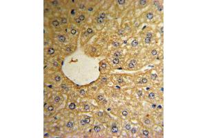 Immunohistochemistry (IHC) image for anti-Methionine Sulfoxide Reductase A (MSRA) antibody (ABIN3003138) (MSRA 抗体)