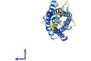 Protein Structure (PS) image for Aquaporin 2 (Collecting Duct) (AQP2) (AA 1-271) protein (His tag) (ABIN7552199)