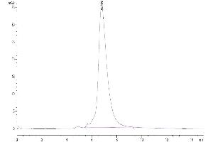 The purity of Human IL-6 R alpha is greater than 95 % as determined by SEC-HPLC.