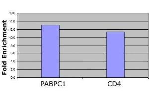 Histone H4 acetyl Lys12 antibody tested by ChIP analysis.