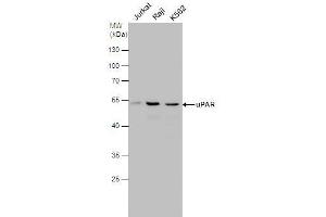 WB Image uPAR antibody detects uPAR protein by western blot analysis. (PLAUR 抗体)
