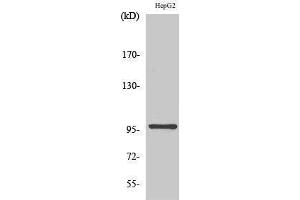 Western Blotting (WB) image for anti-Mitogen-Activated Protein Kinase Kinase Kinase Kinase 1 (MAP4K1) (Internal Region) antibody (ABIN3175544) (MAP4K1 抗体  (Internal Region))