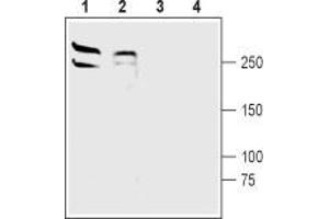 Western blot analysis of rat (lanes 1 and 3) and mouse (lanes 2 and 4) brain membranes: - 1,2. (LRRK2 抗体  (N-Term))