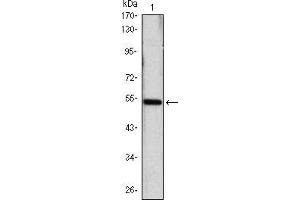 Western blot analysis using SHH mAb against SHH(AA: 26-161)-hIgGFc transfected HEK293 cell lysate. (Sonic Hedgehog 抗体)