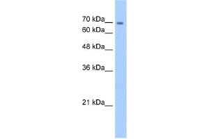 WB Suggested Anti-CDH22 Antibody Titration:  5. (CDH22 抗体  (N-Term))