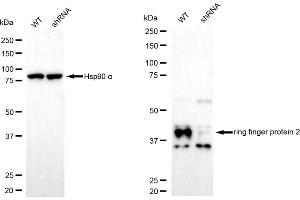 Western blotting analysis using ring finger protein 2 antibody (ABIN7800244). (Recombinant RNF2 抗体)