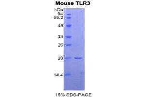 SDS-PAGE (SDS) image for Toll-Like Receptor 3 (TLR3) (AA 574-713) protein (His tag) (ABIN1877754) (TLR3 Protein (AA 574-713) (His tag))
