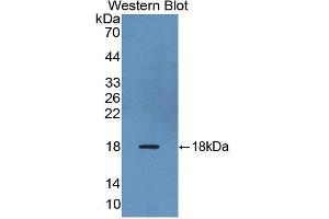 Western Blotting (WB) image for anti-Relaxin/insulin-Like Family Peptide Receptor 1 (RXFP1) (AA 110-259) antibody (ABIN1860477) (RXFP1 抗体  (AA 110-259))