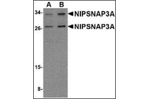Western blot analysis of NIPSNAP3A in mouse brain tissue lysate with this product at (A) 0. (NIPSNAP3A 抗体  (Center))