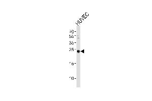 Western blot analysis of lysate from HUVEC cell line, using CSNK2B Antibody (ABIN391101 and ABIN2841237). (CSNK2B 抗体  (C-Term))