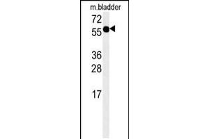 Western blot analysis in mouse bladder tissue lysates (15ug/lane).