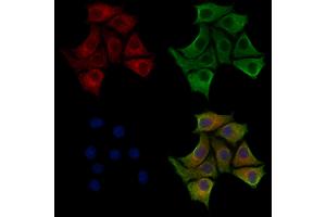 ABIN7094234 and ABIN7098281 staining HepG2 cells by IF/ICC. (FKBP14 抗体  (Internal Region))