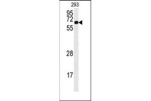 Western blot analysis of anti-CAMK2A Antibody (C-term) in 293 cell line lysates (35ug/lane). (CAMK2A 抗体  (C-Term))