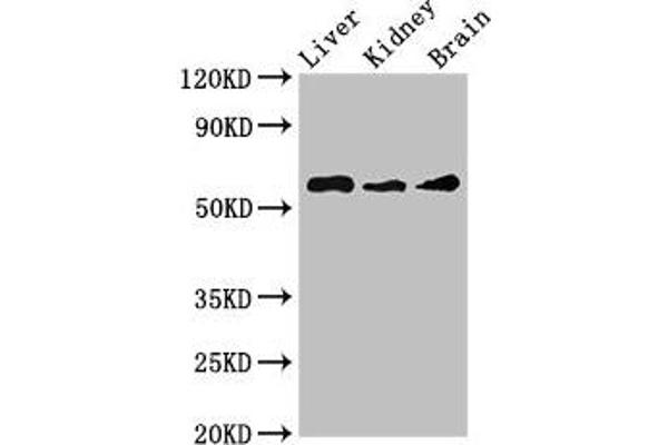 CHRM5 antibody  (AA 220-427)