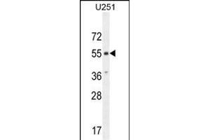 CMKOR1 Antibody (C-term) (ABIN654443 and ABIN2844177) western blot analysis in  cell line lysates (35 μg/lane).