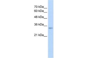 Western Blotting (WB) image for anti-THO Complex 4 (THOC4) antibody (ABIN2462660) (THO Complex 4 抗体)